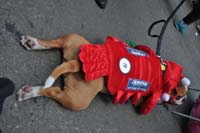 2016-Mystic-Krewe-of-Barkus-004685