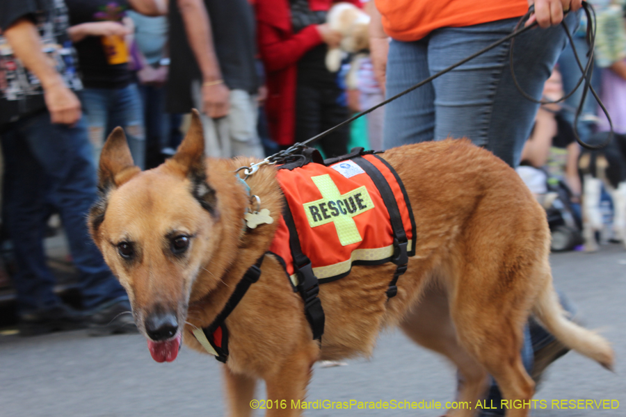 2016-Mystic-Krewe-of-Barkus-hc005397