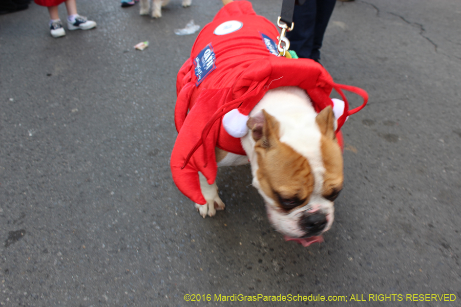 2016-Mystic-Krewe-of-Barkus-hc005402