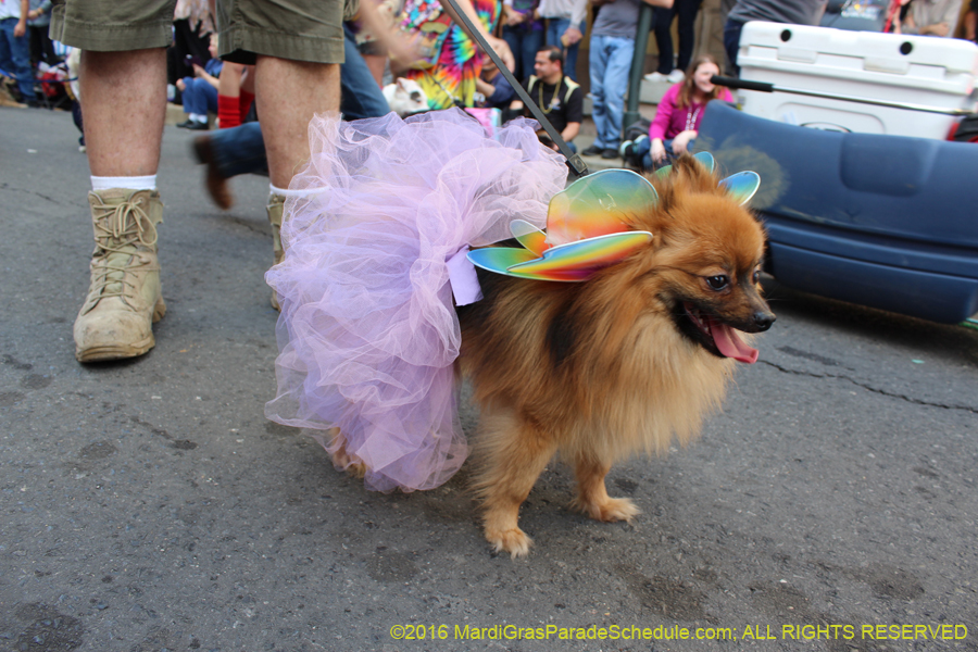 2016-Mystic-Krewe-of-Barkus-hc005403