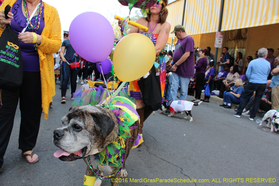 2016-Mystic-Krewe-of-Barkus-hc005409