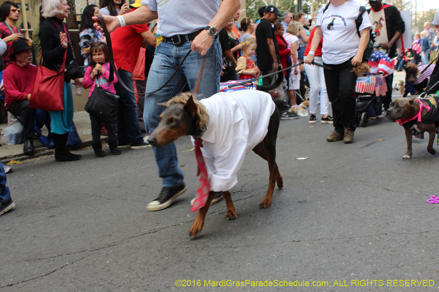 2016-Mystic-Krewe-of-Barkus-hc005416