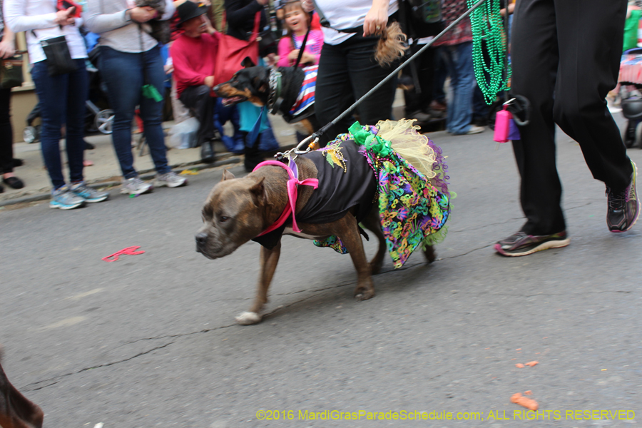 2016-Mystic-Krewe-of-Barkus-hc005417