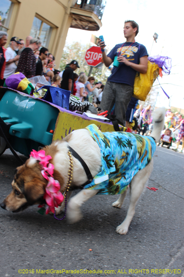 2016-Mystic-Krewe-of-Barkus-hc005423