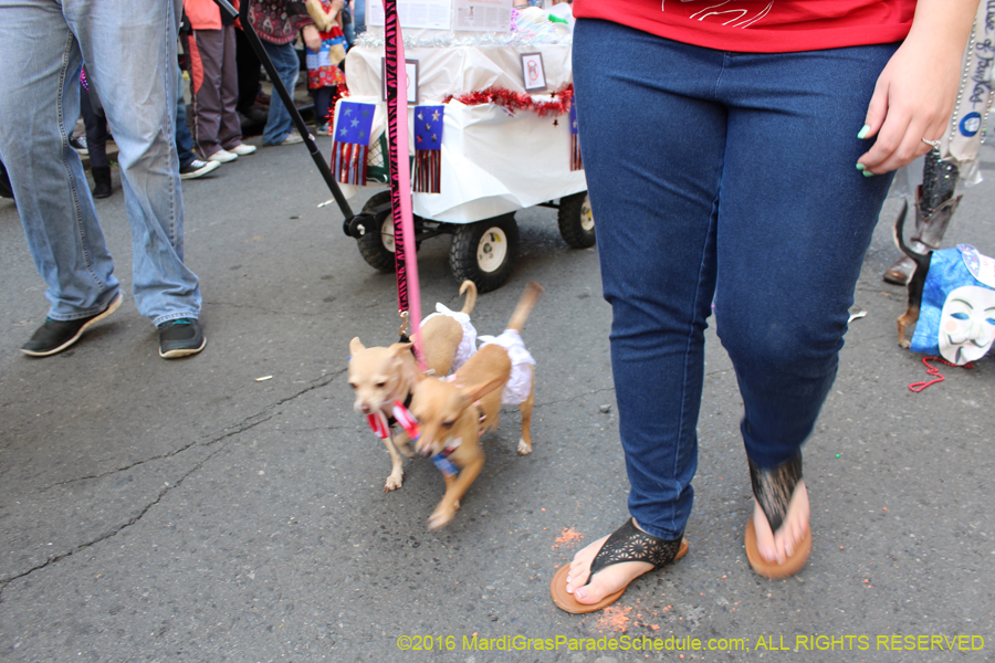 2016-Mystic-Krewe-of-Barkus-hc005429