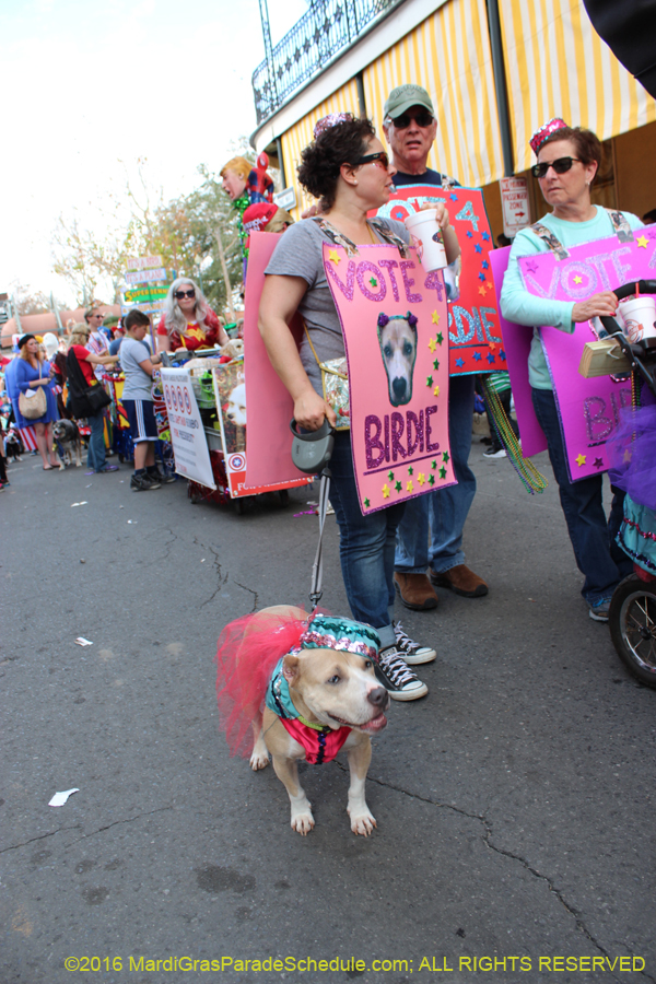 2016-Mystic-Krewe-of-Barkus-hc005436