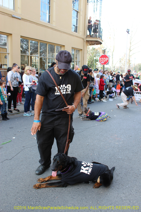 2016-Mystic-Krewe-of-Barkus-hc005449
