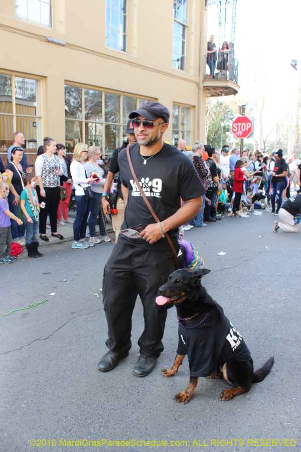 2016-Mystic-Krewe-of-Barkus-hc005450