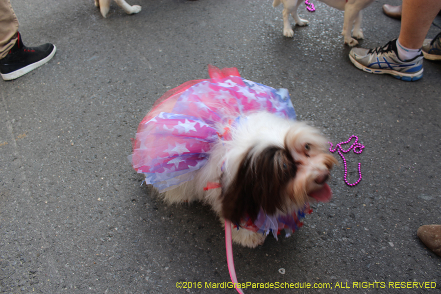 2016-Mystic-Krewe-of-Barkus-hc005452