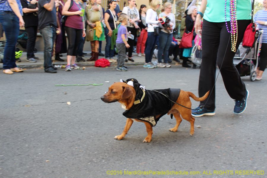 2016-Mystic-Krewe-of-Barkus-hc005453
