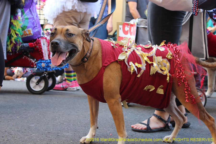 2016-Mystic-Krewe-of-Barkus-hc005458