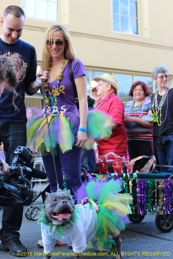 2016-Mystic-Krewe-of-Barkus-hc005461