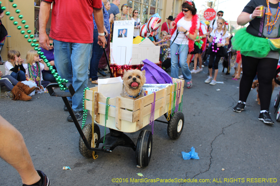 2016-Mystic-Krewe-of-Barkus-hc005492
