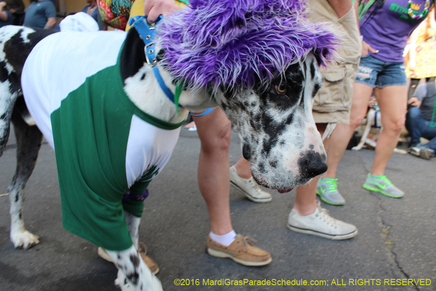 2016-Mystic-Krewe-of-Barkus-hc005501