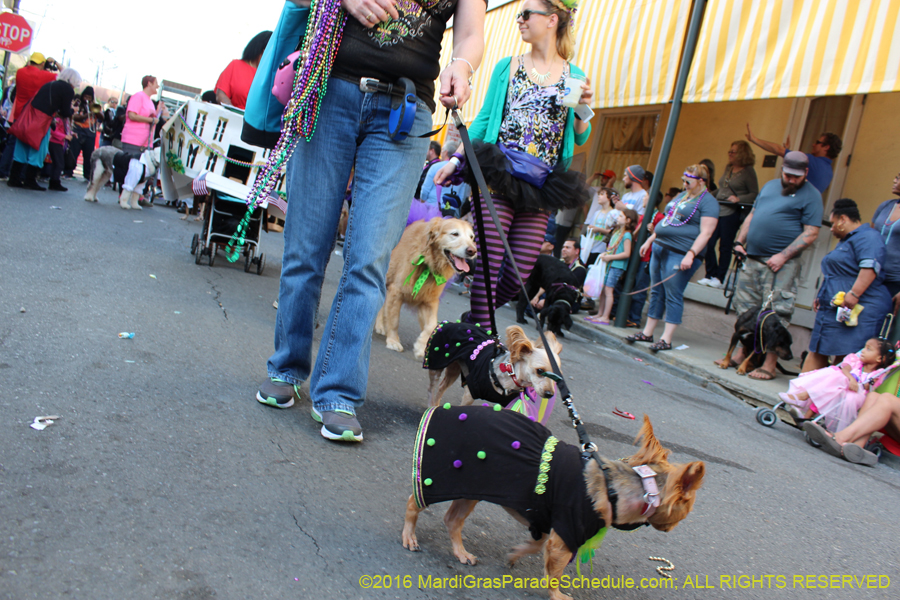 2016-Mystic-Krewe-of-Barkus-hc005502