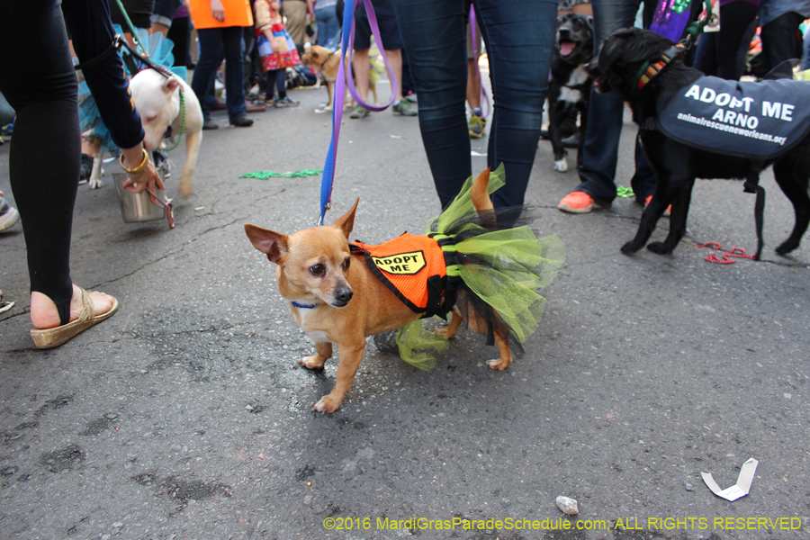 2016-Mystic-Krewe-of-Barkus-hc005511