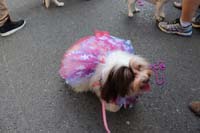 2016-Mystic-Krewe-of-Barkus-hc005452