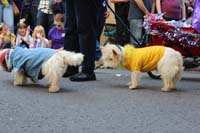 2016-Mystic-Krewe-of-Barkus-hc005456