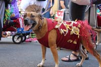 2016-Mystic-Krewe-of-Barkus-hc005458