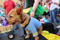 2016-Mystic-Krewe-of-Barkus-hc005493