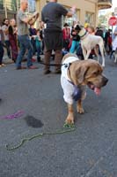 2016-Mystic-Krewe-of-Barkus-hc005497