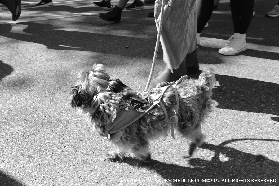 Krewe-of-Dead-Bean-00013-2022