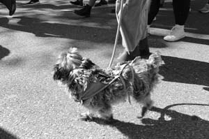 Krewe-of-Dead-Bean-00013-2022