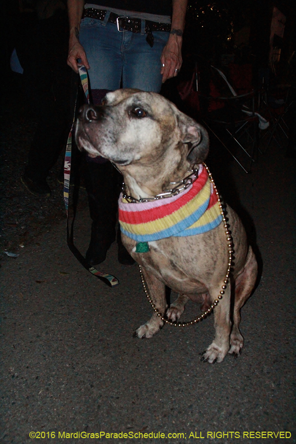 2016-Krewe-of-Druids-006151