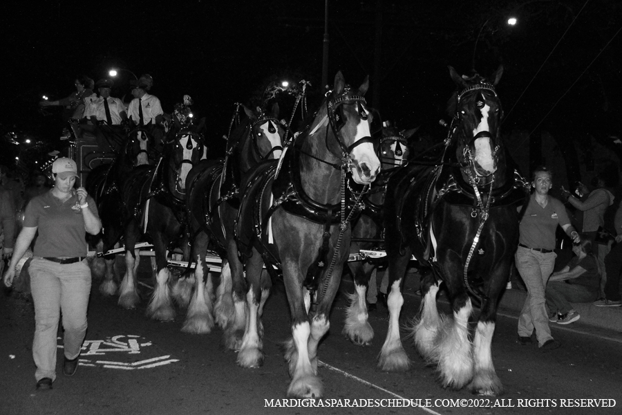 Ancient-Krewe-of-Druids00023-2022