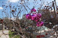 Krewe-of-House-Floats-01029-Mid-City-2021