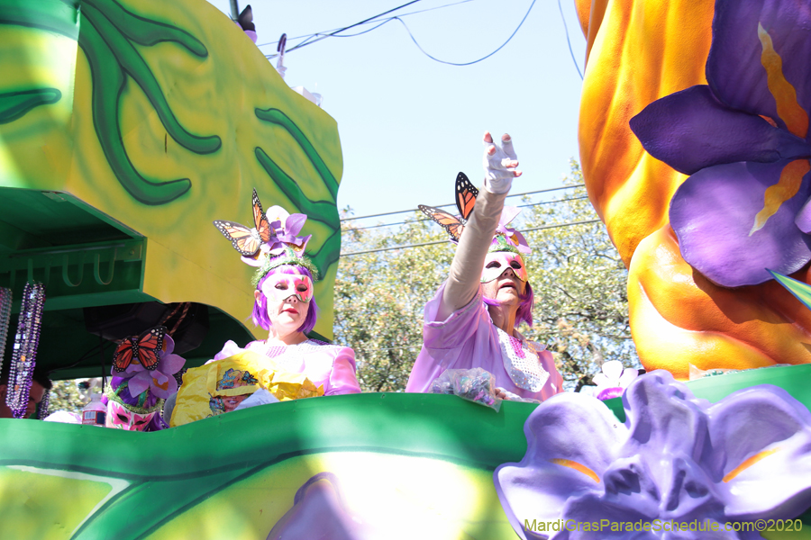 Krewe-of-Iris-2020-05933