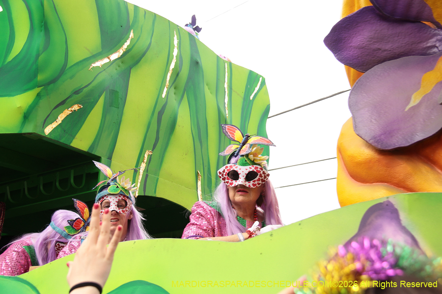 Krewe-of-Iris-2026-6897