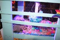 Krewe-du-Vieux-2021-00775