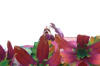 Rex-King-of-Carnival-2020-10005