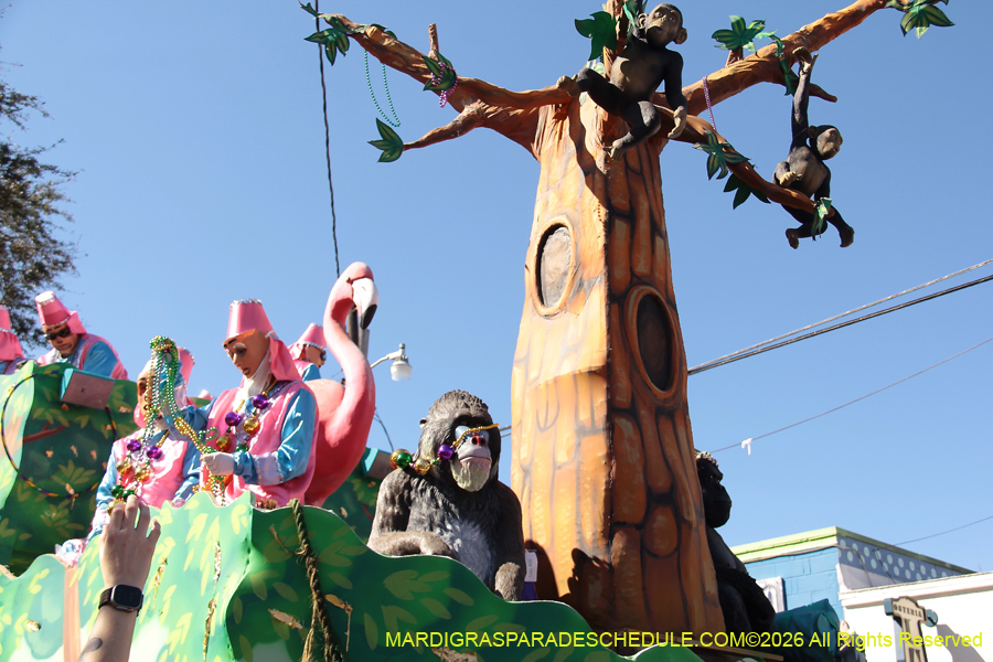 Krewe-of-Thoth-2026-9067