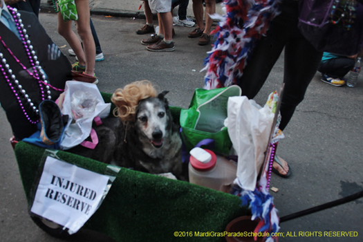 Mystic Krewe of Barkus dog mardi gras parade - photo by N. Christopher