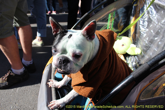 Young Jedi in Barkus 2015 - photo by H. Cross