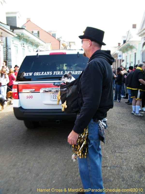 Mystic-Krewe-of-Barkus-2010-HC-Dog-Parade-Mardi-Gras-New-Orleans-8145