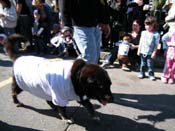 Mystic-Krewe-of-Barkus-2010-HC-Dog-Parade-Mardi-Gras-New-Orleans-8294
